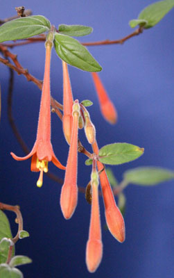 apetala1044.jpg