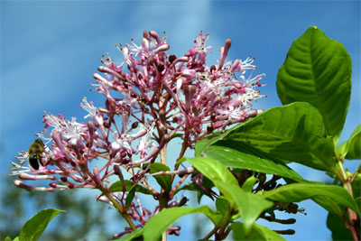 arborescens