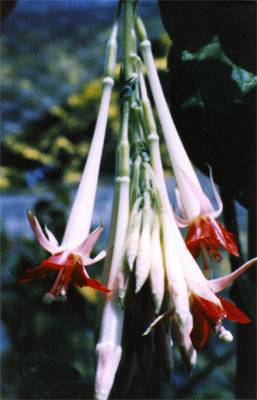 boliviana alba