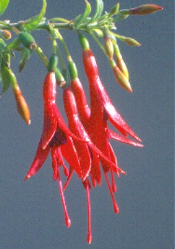 F.brevilobis