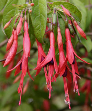 F.brevilobis