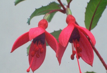 F.camposportoi