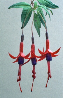f.magellanica