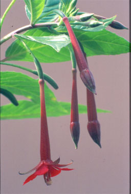 vargasiana